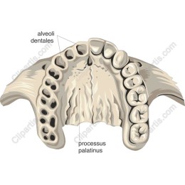 Palatine Process and Dental Alveoli