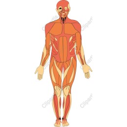 Human Muscle Anatomy