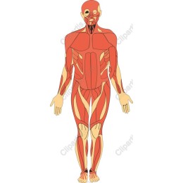 Human Anatomy