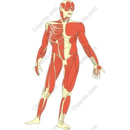 Human Anatomy Muscle