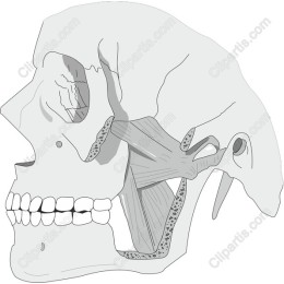 Anatomical Skull Side View