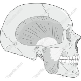 Detailed Human Skull Anatomy
