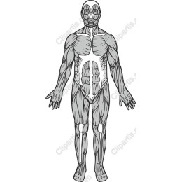Human Muscular System