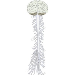 Brain and Spinal Cord