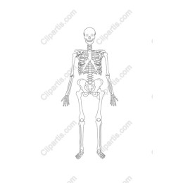 Human Skeleton