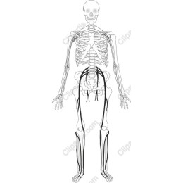 Human Skeletal System with Nerve Pathways