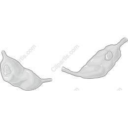 Elegant Shell