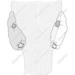 Human Muscle Anatomy