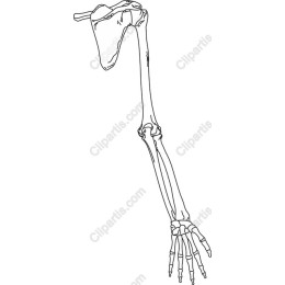 Human Arm Skeleton