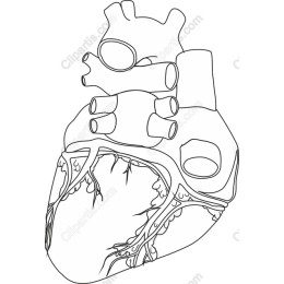 Anatomical Human Heart