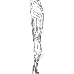 Human Leg Muscle