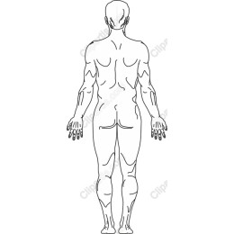 Human Anatomy - Back View