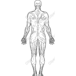 Anatomical Human Muscular System (Back View)