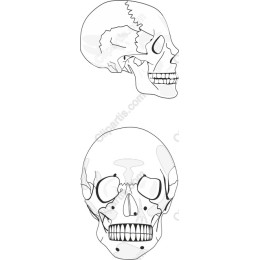 Human Skull