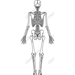 Human Skeleton