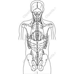 Human Anatomy
