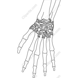 Human Hand Skeleton