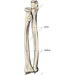 Human Forearm Bones - Ulna and Radius