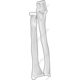 Bone