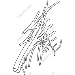 Intricate Branches