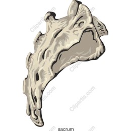 Sacrum Bone