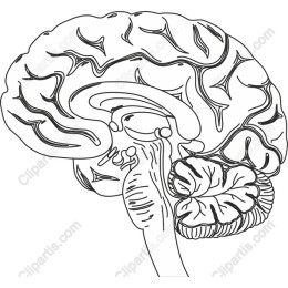 Human Brain