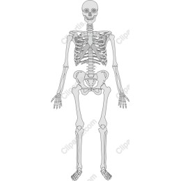 Human Skeleton