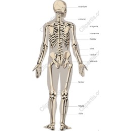 Human Skeleton