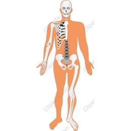 Human Skeleton Anatomy