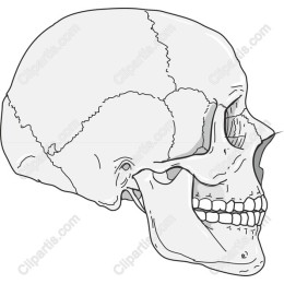 Human Skull