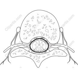 Neuron