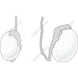 Elegant Egg