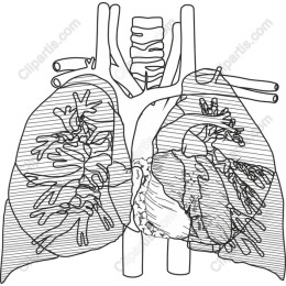 Anatomical Lungs and Heart