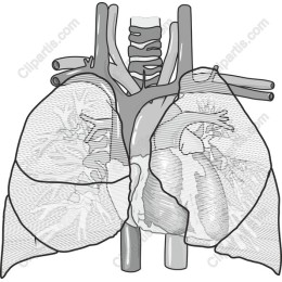 Intricate Lungs and Heart