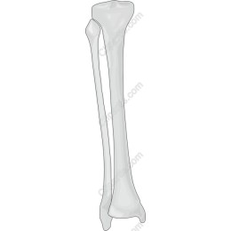 Bone