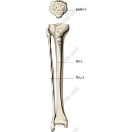 Human Leg Bone Anatomy