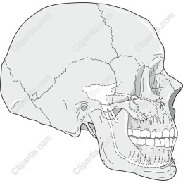 Human Skull