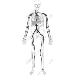 Human Skeleton with Cardiovascular System