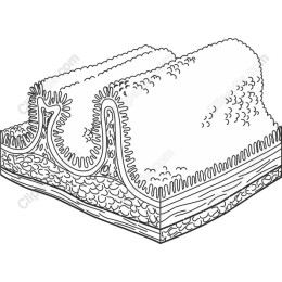Topographical Landscape