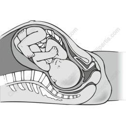 Prenatal Development : Baby in Womb