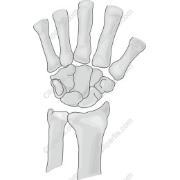 Human Hand Skeleton