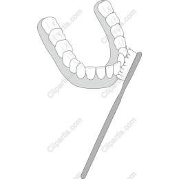 Dental Hygiene: Dental Model & Toothbrush