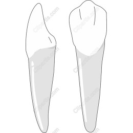 Dental Teeth
