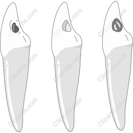 Dental Tooth