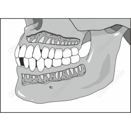 Human Skull and Jaw Anatomy