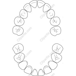 Dental Arch - Upper and Lower Teeth