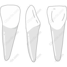 Dental Tooth Set