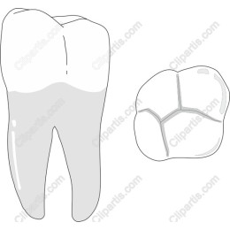 Dental Tooth and Molar