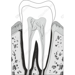Dental Tooth Cross-Section
