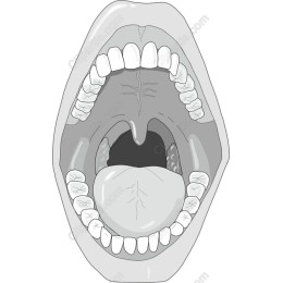 Open Mouth Anatomy